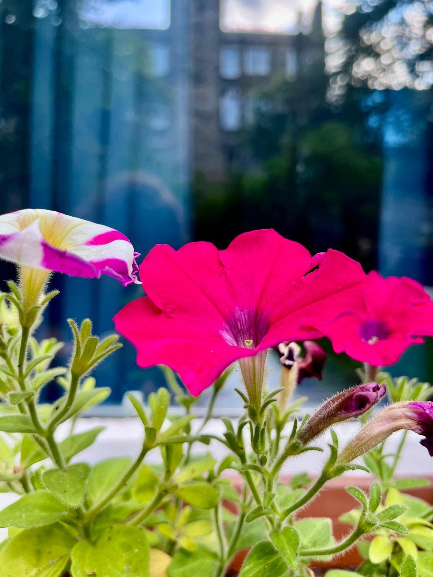 Appartamento Garden Flat Edimburgo Esterno foto